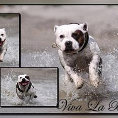Staffordshire bull terrier Jeanty's Staff Viva La Bam