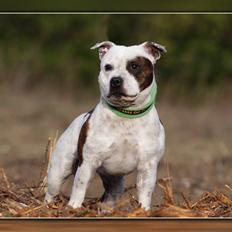 Staffordshire bull terrier Jeanty's Staff Viva La Bam
