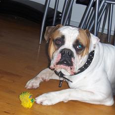 Amerikansk bulldog Morell's Aiko