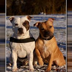 Staffordshire bull terrier Jeanty's Staff Viva La Bam