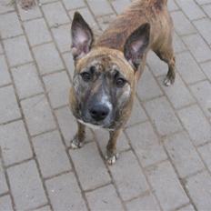 Blanding af racer Mana