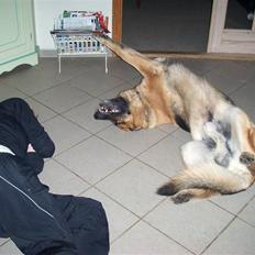 Schæferhund karats Diesel