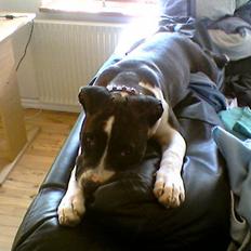 Amerikansk staffordshire terrier Smilla *R.I.P.* feb. 2010