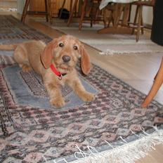 Basset fauve de bretagne Freya