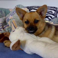 Blanding af racer bianca