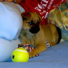 Blanding af racer bianca