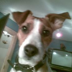 Blanding af racer Soffie (forældres hund)