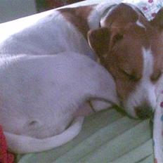 Blanding af racer Soffie (forældres hund)