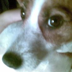 Blanding af racer Soffie (forældres hund)