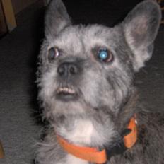 Blanding af racer Buster R.I.P.