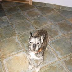 Blanding af racer Buster R.I.P.