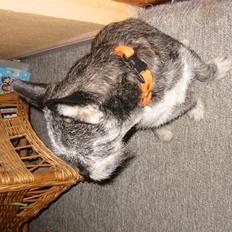 Blanding af racer Buster R.I.P.