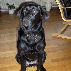 Labrador retriever Djanca