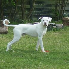 Blanding af racer Bamse R.I.P