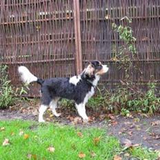 Cavalier king charles spaniel Asterix