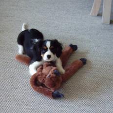 Cavalier king charles spaniel Asterix