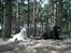 Hvid Schweizisk Hyrdehund Nanoq R.I.P. - I hundeskov på Rømø med Felix august 2007