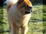 Chow chow Rico ~ Oskar of Flensborg - En lille smule frost har aldrig bidt en chow