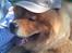 Chow chow Rico ~ Oskar of Flensborg - Rico med til Danmarks sødeste hund. Er han ikk nuser ;-)