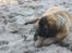 Leonberger weikas haydn (monrad) - da han var lille