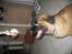 Leonberger weikas haydn (monrad) - giv mig giv mig!!