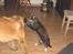 Leonberger weikas haydn (monrad) - KAT VS HUND
