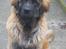 Leonberger weikas haydn (monrad)