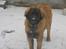 Leonberger weikas haydn (monrad)