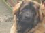 Leonberger weikas haydn (monrad)