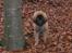 Leonberger weikas haydn (monrad)