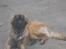 Leonberger weikas haydn (monrad)