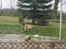 Leonberger weikas haydn (monrad)