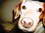 Blanding af racer Lucy - klassisk hunde billed