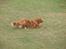 Nova scotia duck tolling retriever Cindy