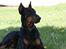 Dobermann Batman [Død]
