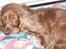 Cocker spaniel Mille  --Himmelhund-- - Godnat, nu vil jeg sove.