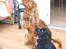 Cocker spaniel Mille  --Himmelhund-- - Her er jeg så sammen med Tika 