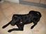Labrador retriever bella