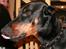 Dobermann Batman [Død] - Slikker sig på næsen?