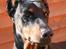 Dobermann Batman [Død] - Uff, han er flot xD