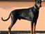 Dobermann Batman [Død] - Skuer ud over sin have :D