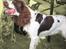 Engelsk springer spaniel Møffe