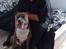 Amerikansk staffordshire terrier Aico R.I.P - Sidder sammen med danni!