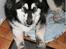 Alaskan malamute Maluq    R.I.P  august 2011 - så bliver man lukket ude, bare fordi jeg elsker at grave store huller i haven .hmm 