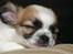 Chihuahua Niño - Laaaang dag...Zzzzzz
