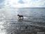 Amerikansk staffordshire terrier Aico R.I.P - Med far og Rune ved vandet...