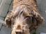 Cocker spaniel Coco