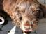 Cocker spaniel Coco