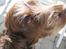Cocker spaniel Coco - Så hvor køn jeg er ! 