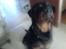 Rottweiler Darcho rip 16/10-09 - var?